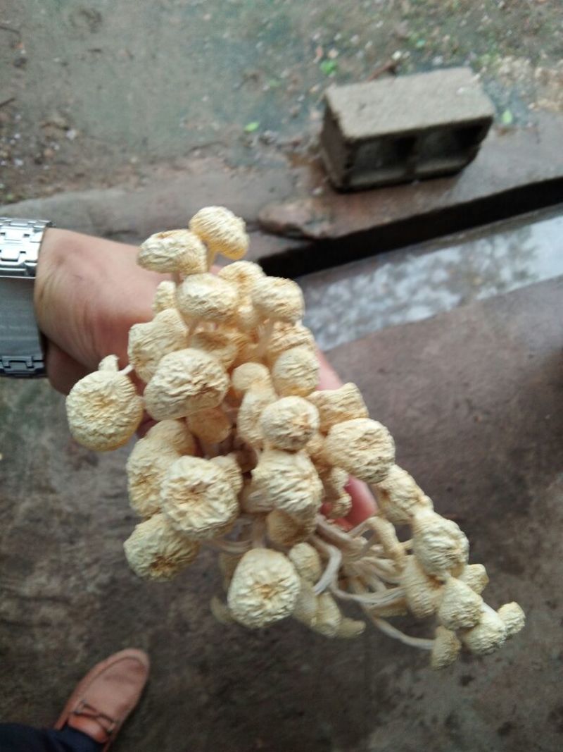 广昌白茶树菇产地直销酒店商超直供菇帽小圆润