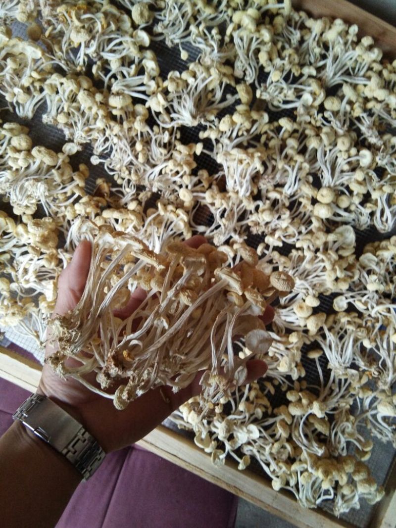 广昌白茶树菇产地直销酒店商超直供菇帽小圆润