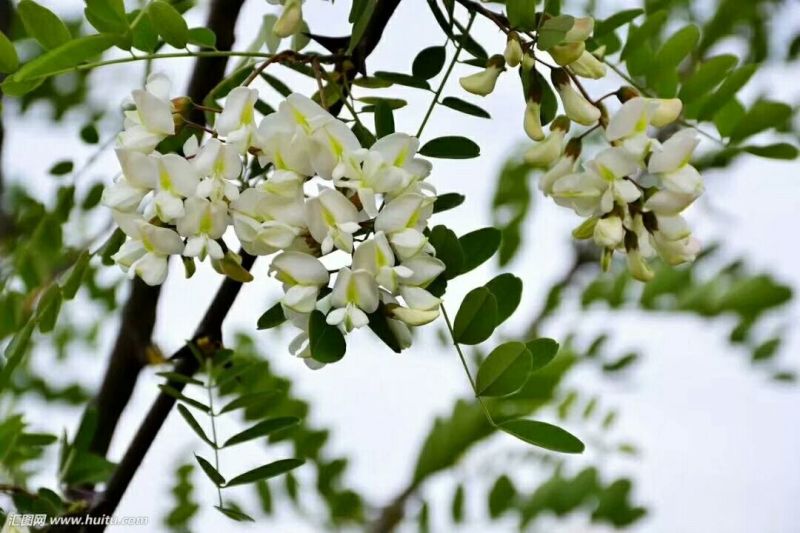 土蜂蜜2斤正宗农家土蜂蜜，丘陵地区，特色产品。