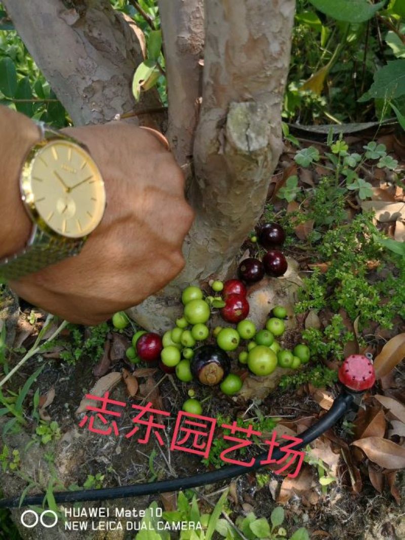 嘉宝果10~12g