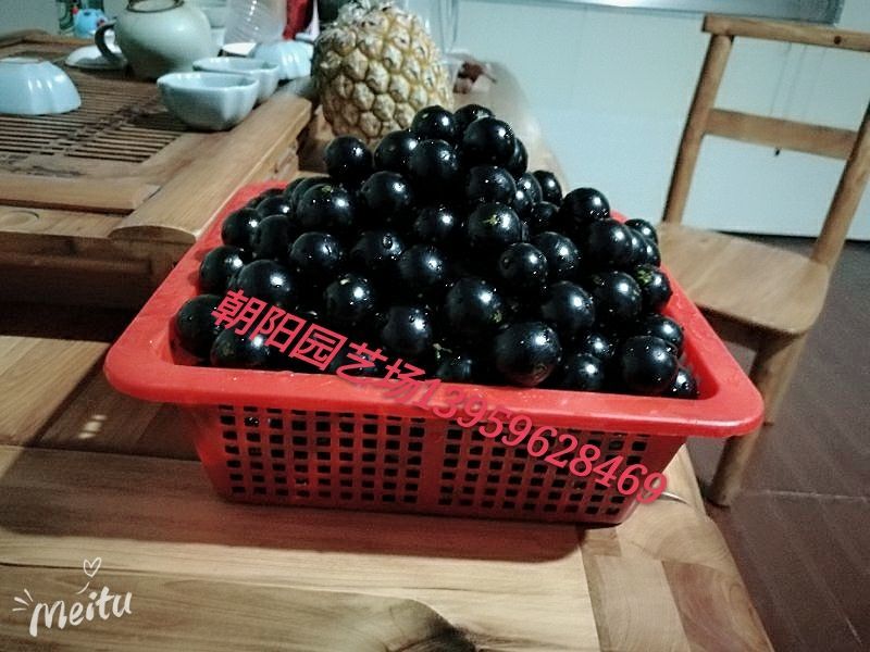 嘉宝果10~12g