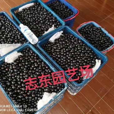 嘉宝果10~12g