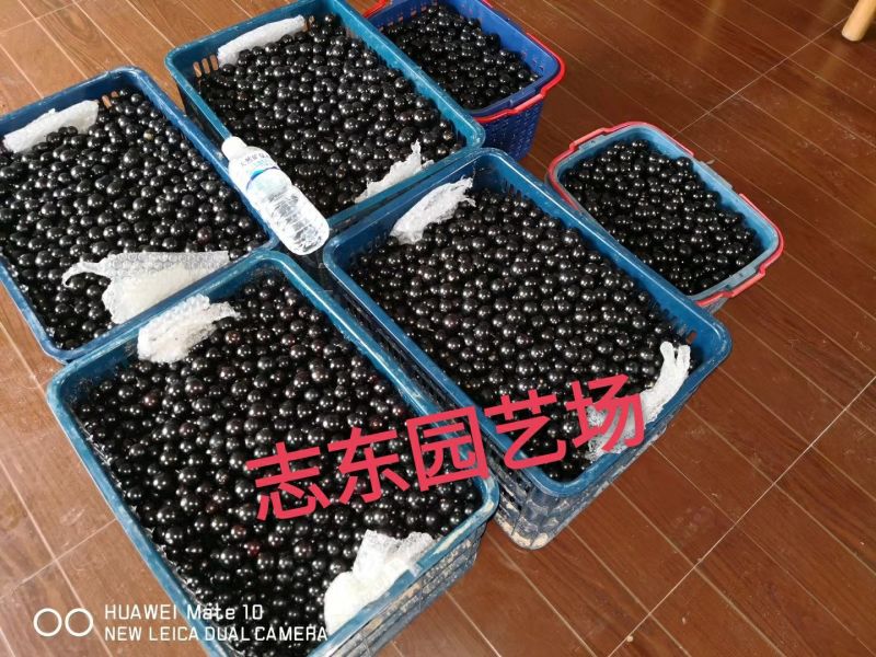 嘉宝果10~12g