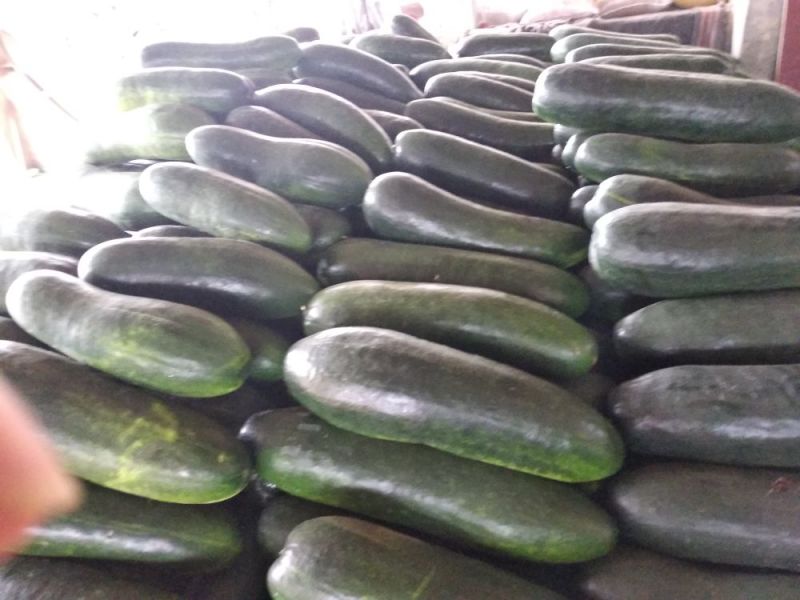 精品地冬瓜大量上市产地直销一手货源保质保量批发