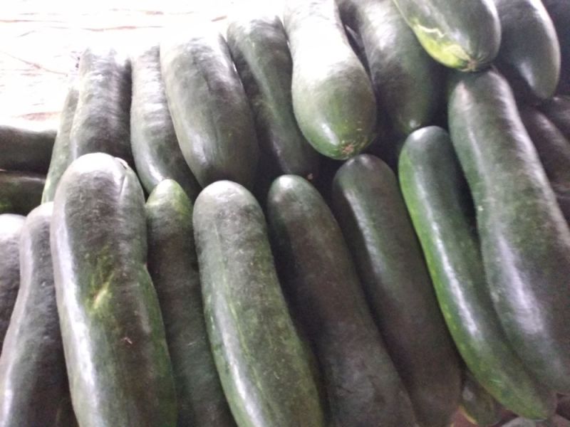 精品地冬瓜大量上市产地直销一手货源保质保量批发