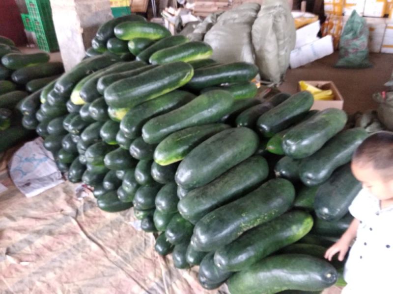 精品地冬瓜大量上市产地直销一手货源保质保量批发