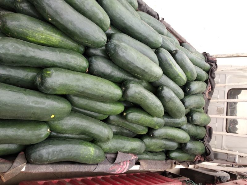 精品地冬瓜大量上市产地直销一手货源保质保量批发