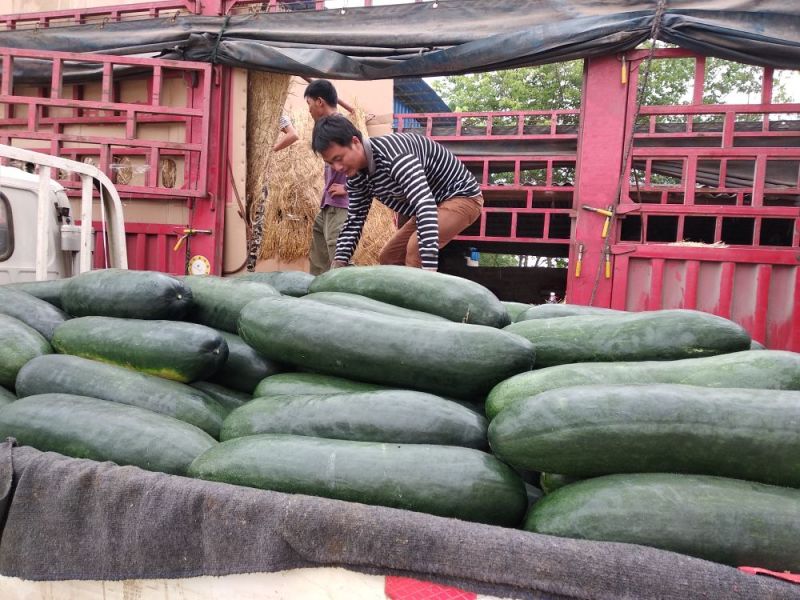 精品地冬瓜大量上市产地直销一手货源保质保量批发
