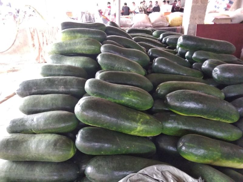 精品地冬瓜大量上市产地直销一手货源保质保量批发