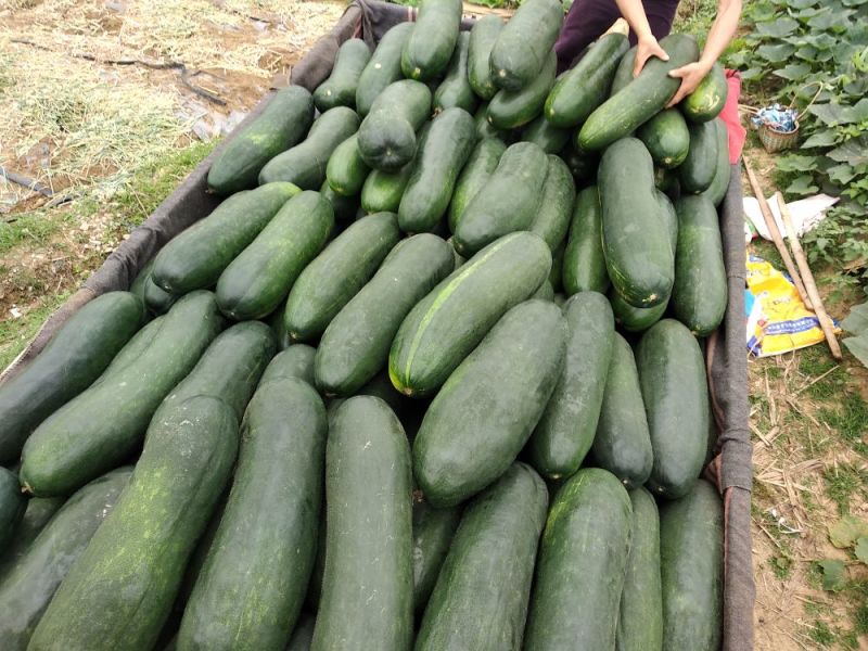 精品地冬瓜大量上市产地直销一手货源保质保量批发