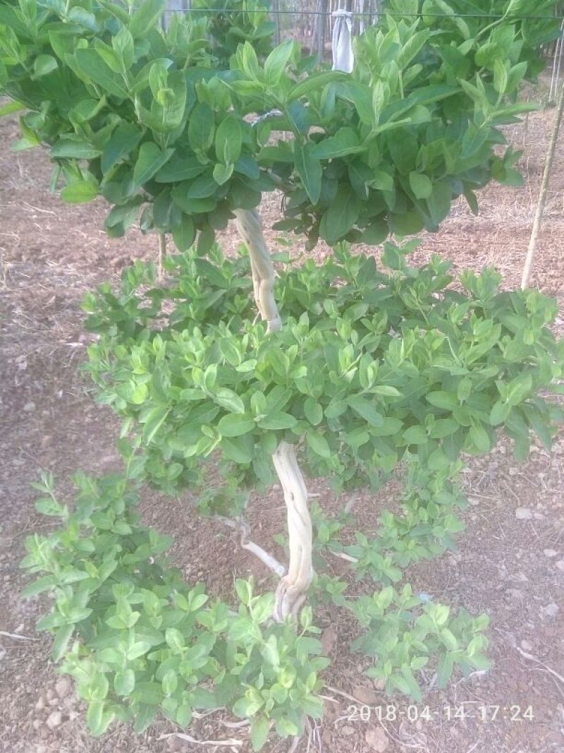 树型金银花盆景金银花