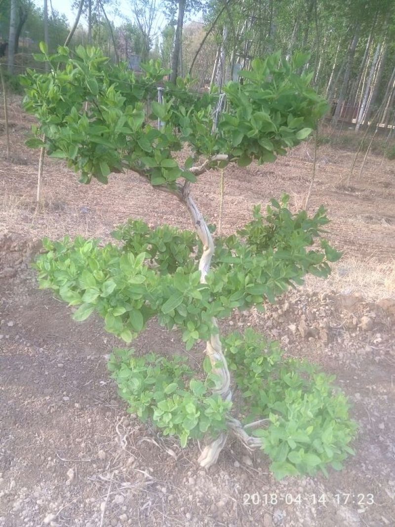 树型金银花盆景金银花