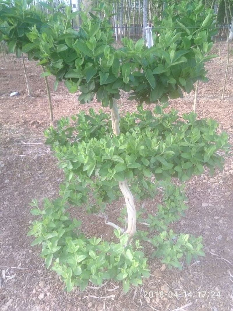 树型金银花盆景金银花