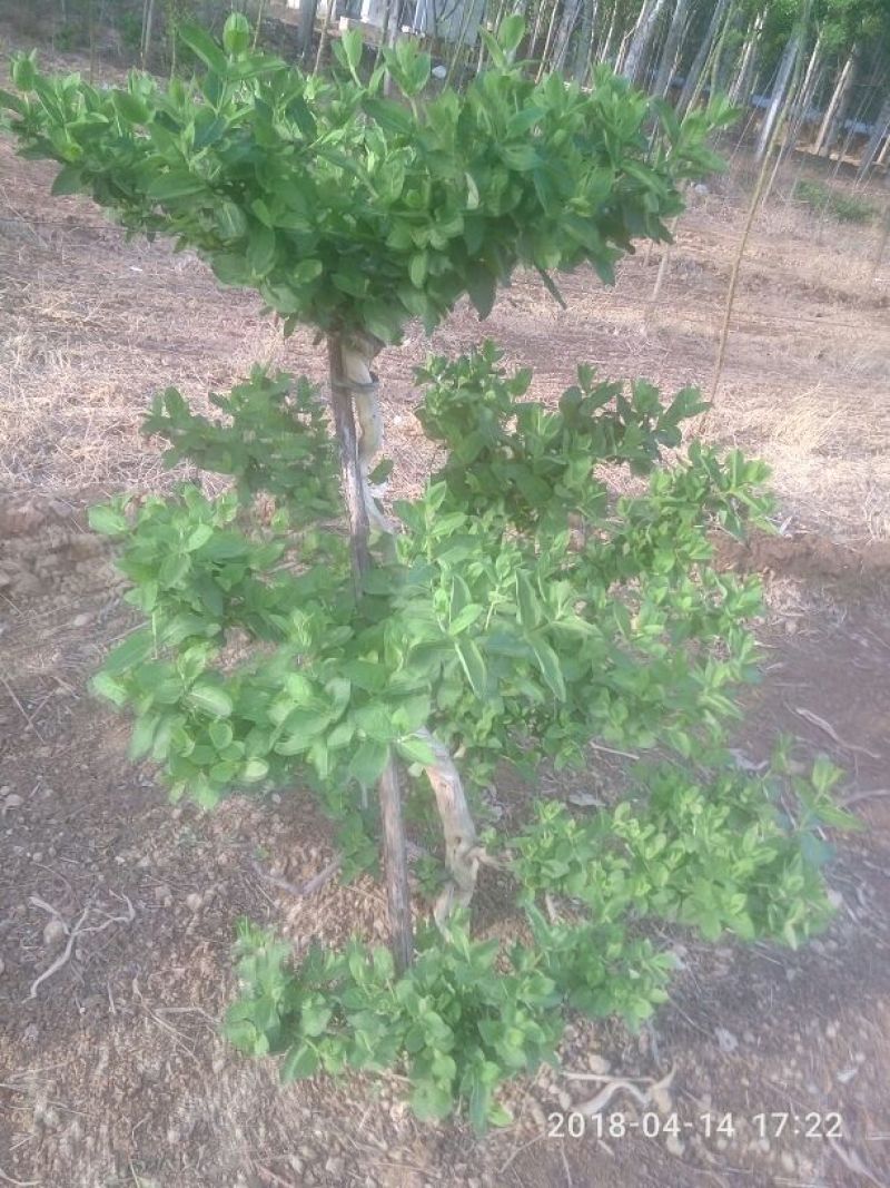 树型金银花盆景金银花