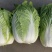 精品黄心白菜4~6斤净菜