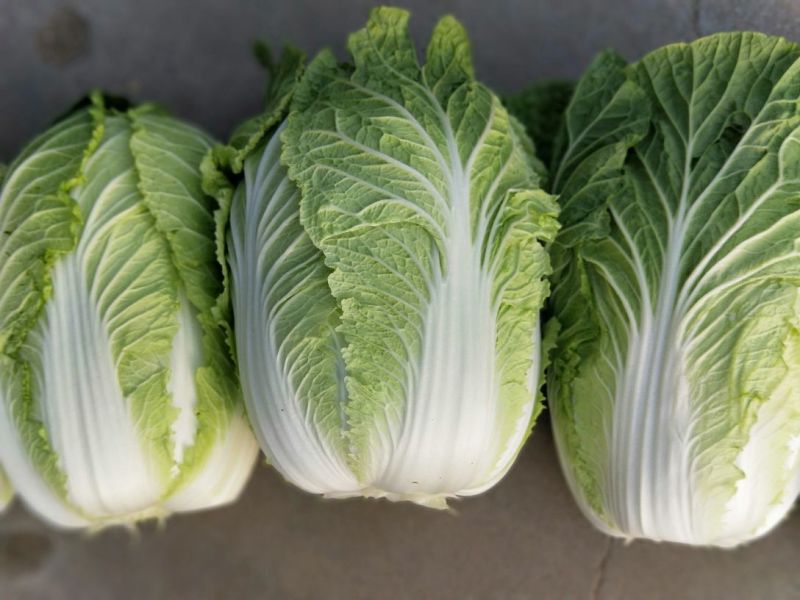 精品黄心白菜4~6斤净菜