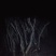 映山红树桩5~10cm