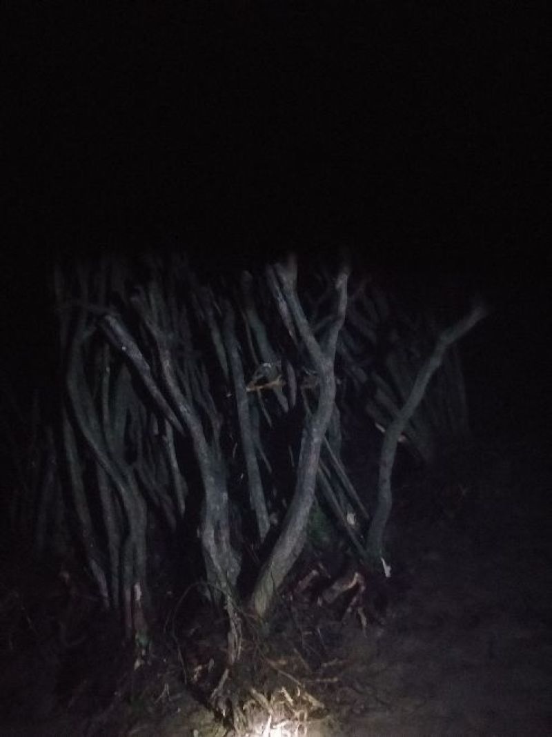 映山红树桩5~10cm