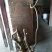 映山红树桩5~10cm