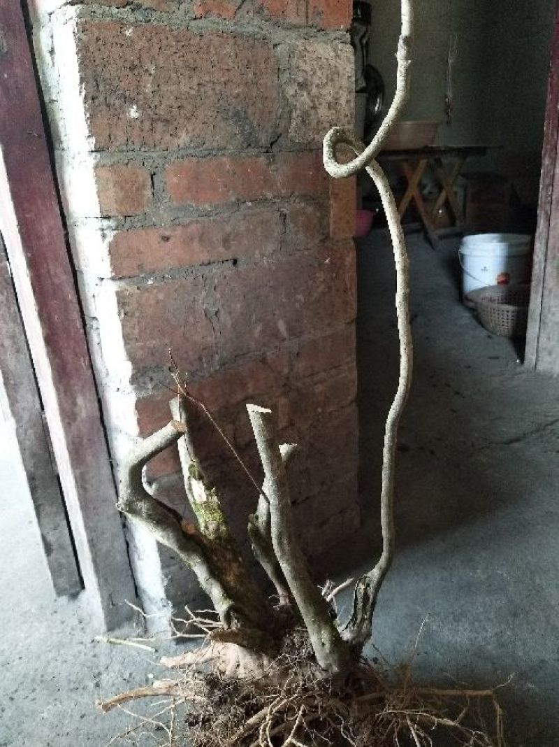 映山红树桩5~10cm