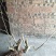 映山红树桩5~10cm