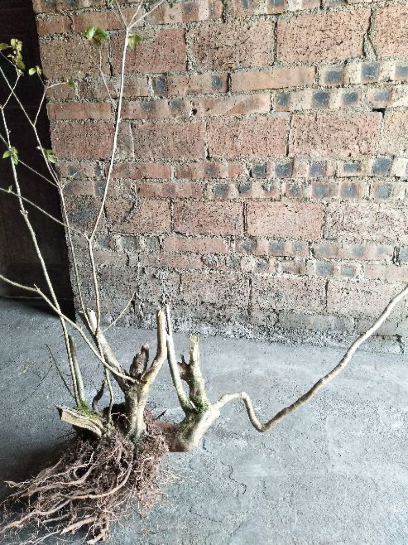 映山红树桩5~10cm