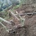 映山红树桩5~10cm
