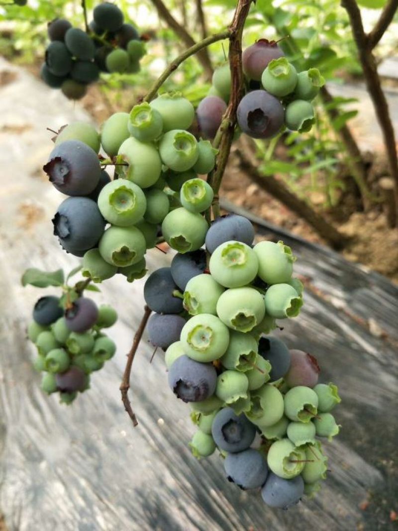 北陆蓝莓4~6mm以上鲜果