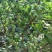 北陆蓝莓4~6mm以上鲜果