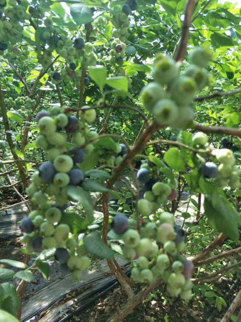 北陆蓝莓4~6mm以上鲜果