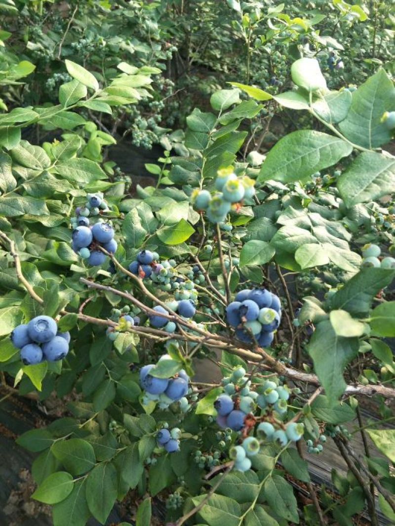 北陆蓝莓4~6mm以上鲜果