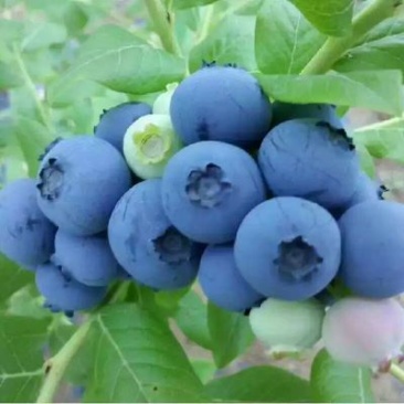 北陆蓝莓4~6mm以上鲜果
