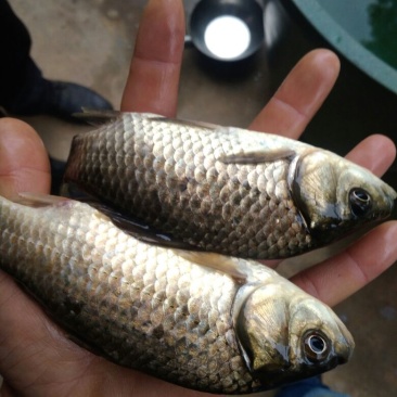 白鲫食用