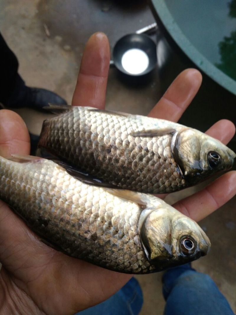 白鲫食用