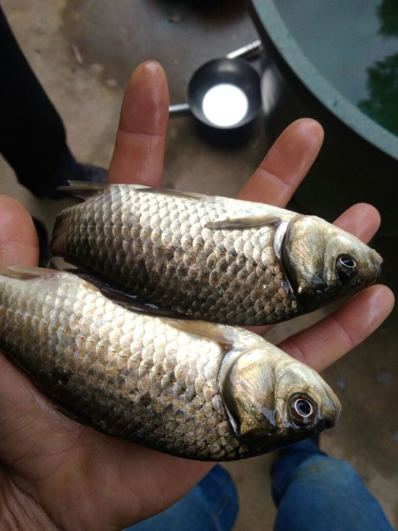 白鲫食用