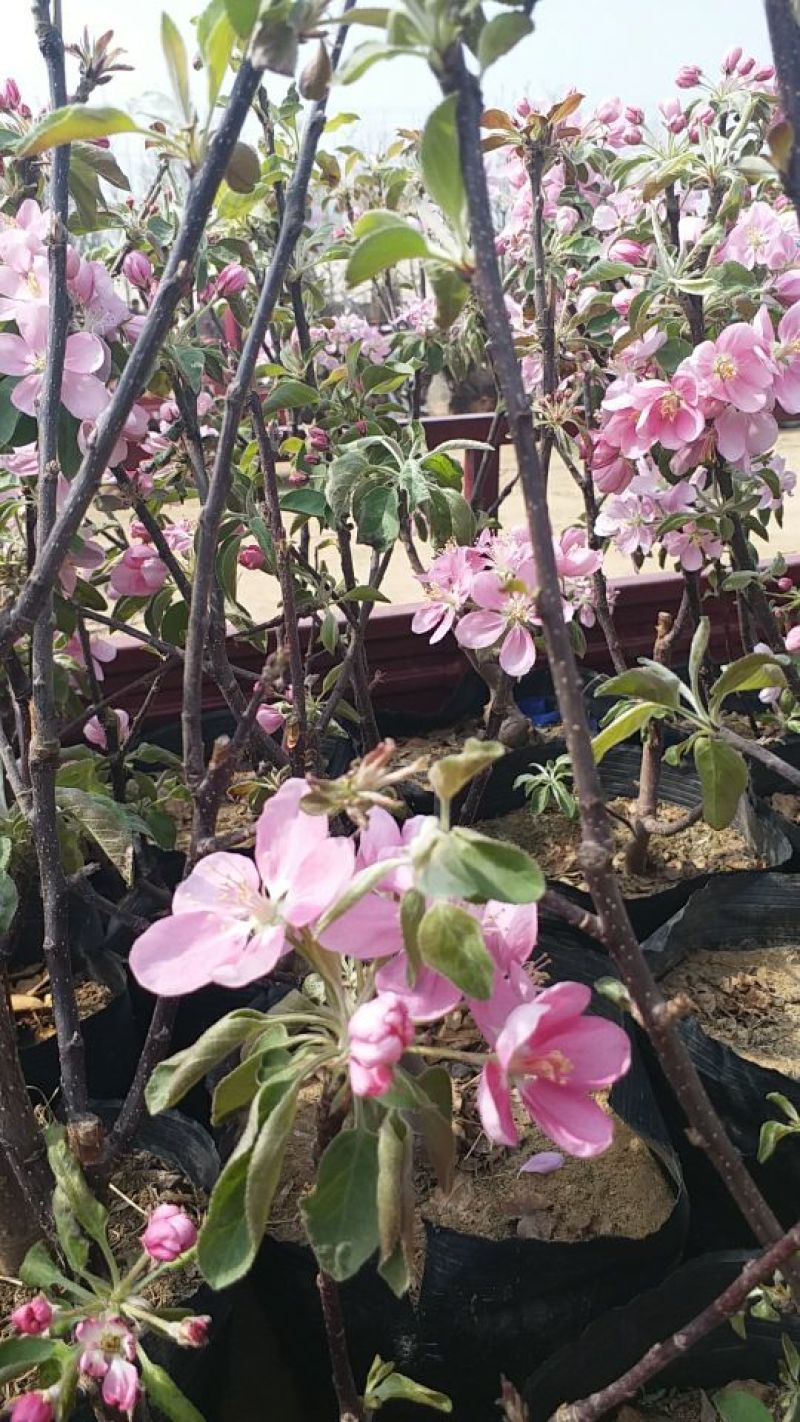 瑞涛苗木有限公司苹果树盆景50~80cm