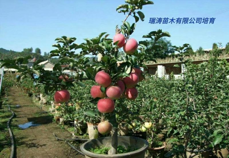瑞涛苗木有限公司苹果树盆景50~80cm