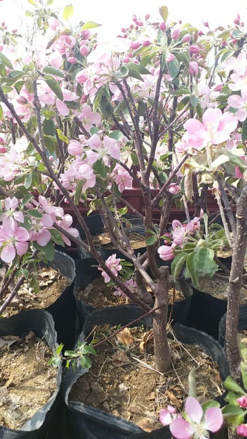 瑞涛苗木有限公司苹果树盆景50~80cm