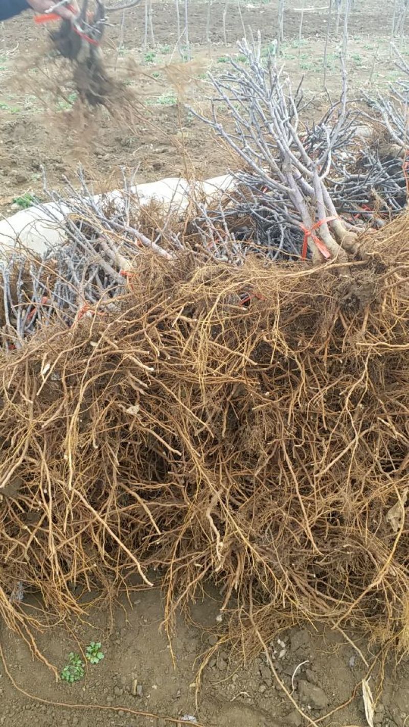 瑞涛苗木有限公司苹果树盆景50~80cm