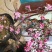 瑞涛苗木有限公司苹果树盆景50~80cm