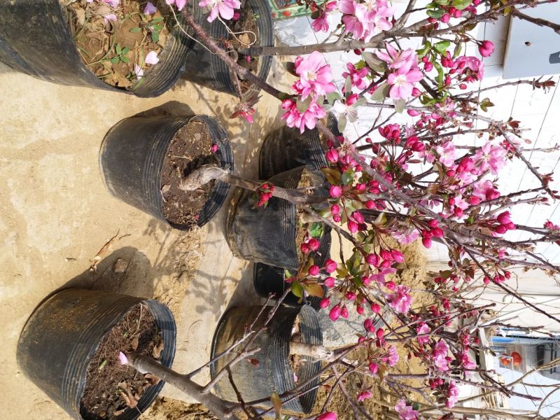 瑞涛苗木有限公司苹果树盆景50~80cm