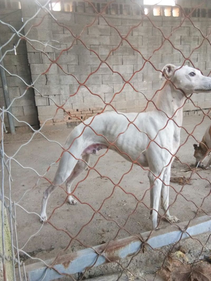 宠物狗格力犬，格惠，比特，马犬，杜宾，卡斯罗