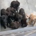 宠物狗格力犬，格惠，比特，马犬，杜宾，卡斯罗