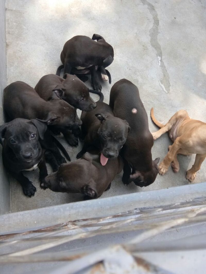 宠物狗格力犬，格惠，比特，马犬，杜宾，卡斯罗