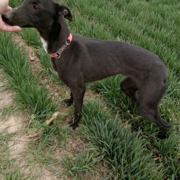 宠物狗格力犬，格惠，比特，马犬，杜宾，卡斯罗