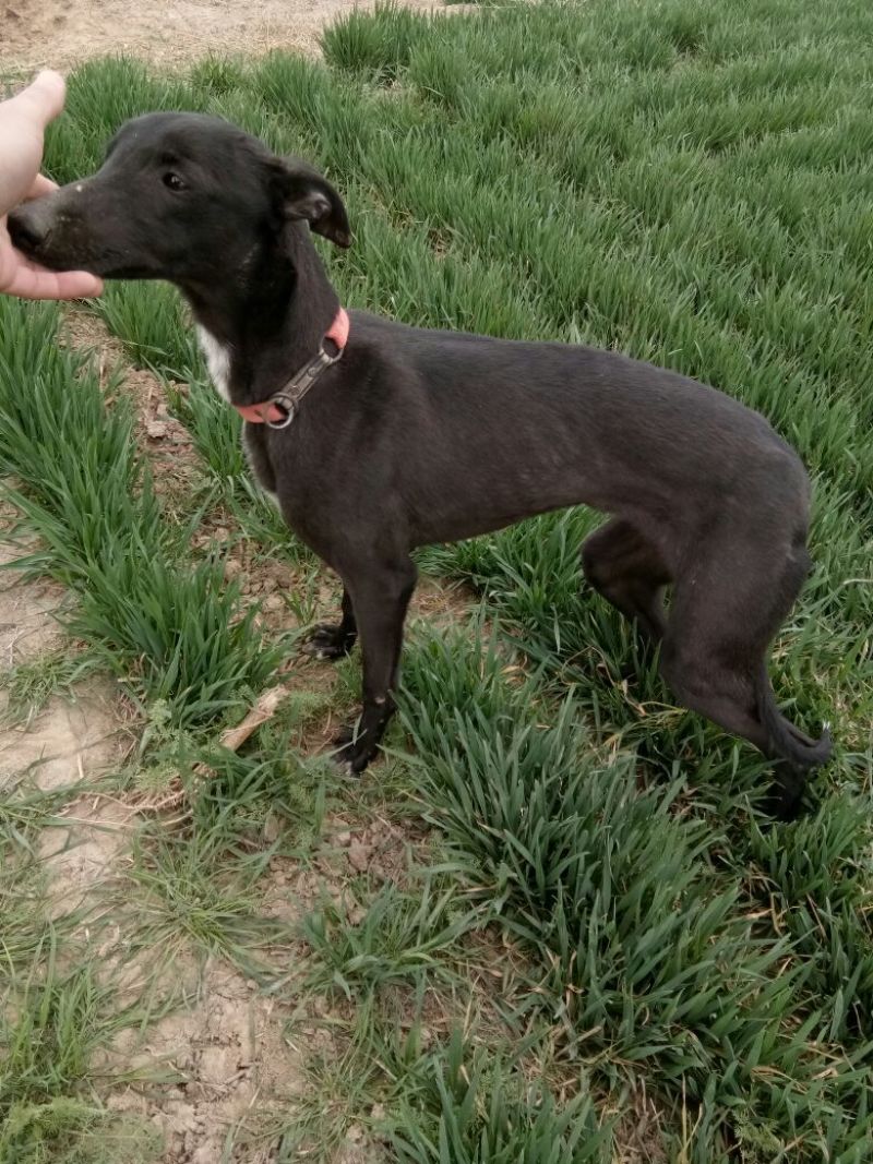 宠物狗格力犬，格惠，比特，马犬，杜宾，卡斯罗