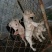 宠物狗格力犬，格惠，比特，马犬，杜宾，卡斯罗