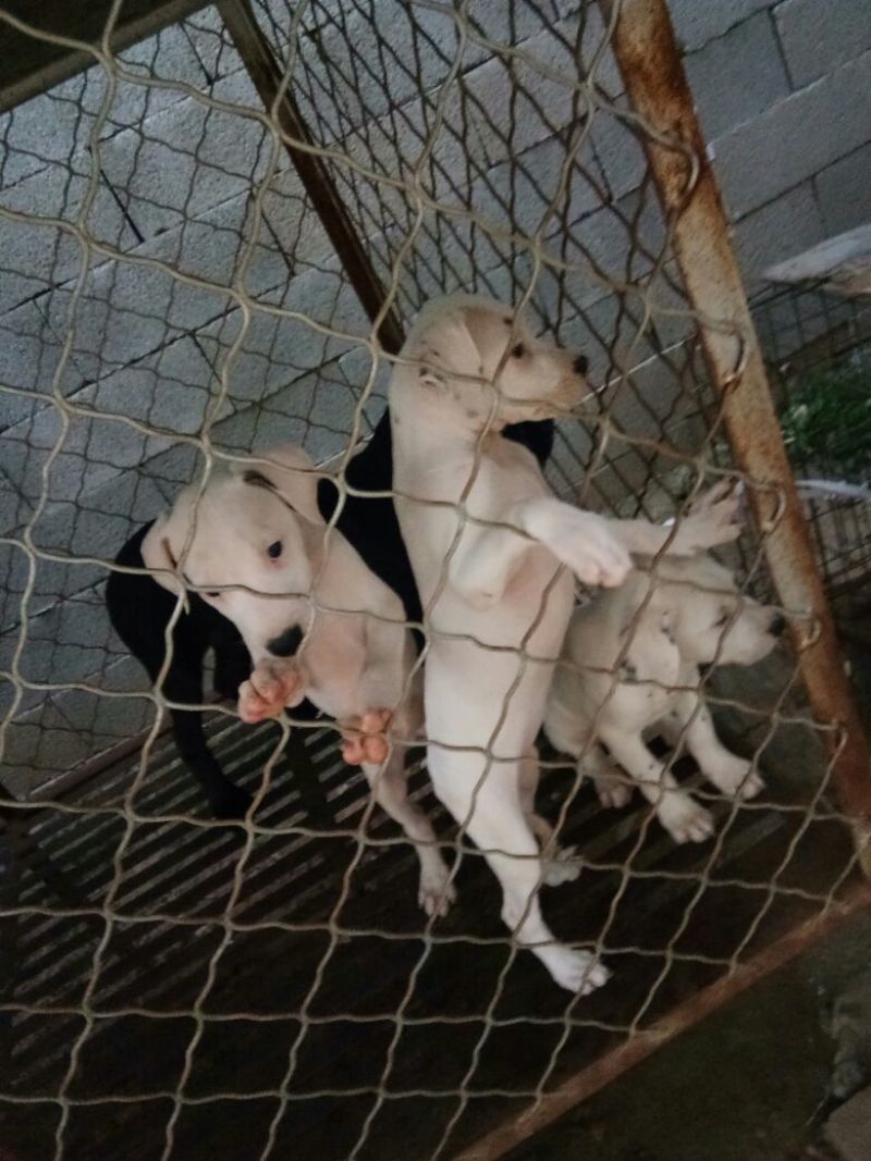 宠物狗格力犬，格惠，比特，马犬，杜宾，卡斯罗