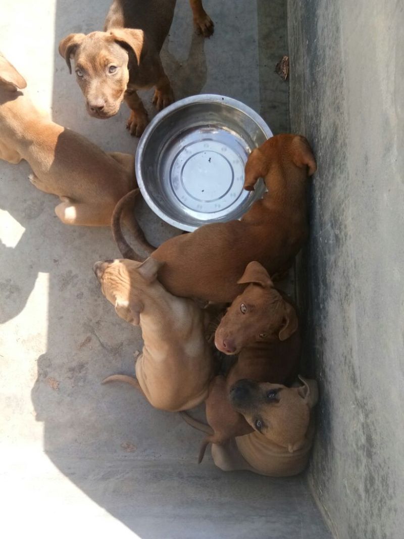 宠物狗格力犬，格惠，比特，马犬，杜宾，卡斯罗