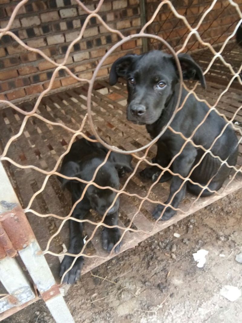 宠物狗格力犬，格惠，比特，马犬，杜宾，卡斯罗